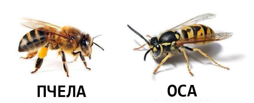 Фото пчелы и осы